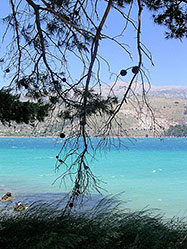 Abete sul mare di Cefalonia