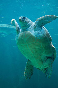 Caretta-Caretta